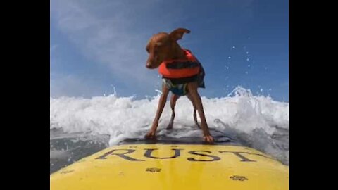 Voici Rusty: le chien surfeur le plus adorable de Californie