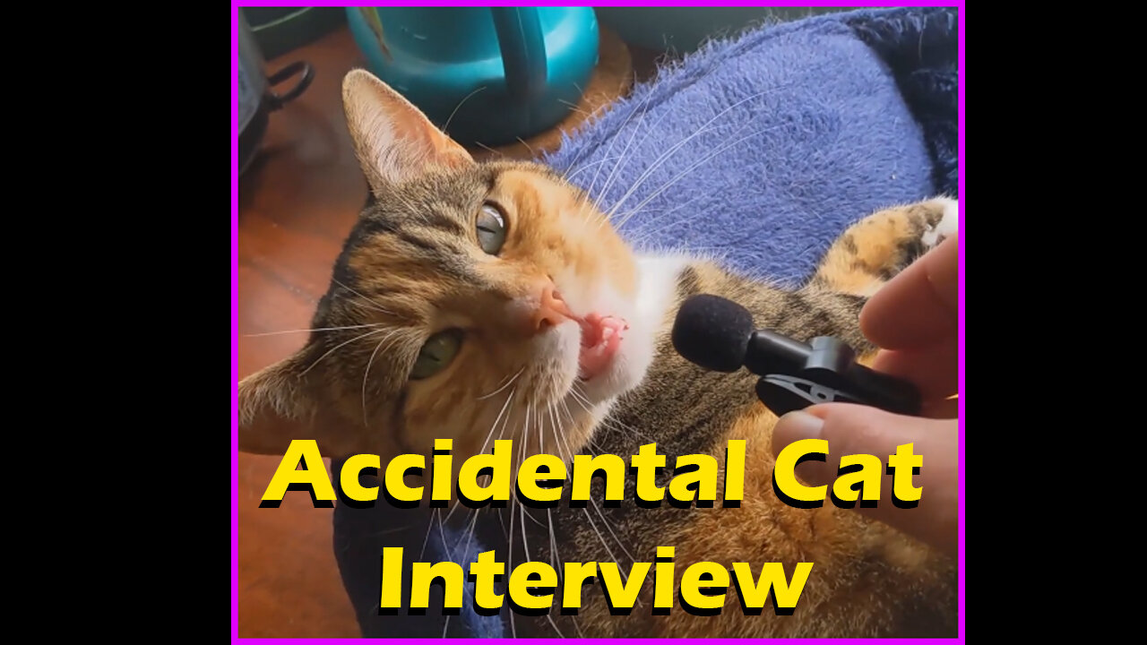 Accidental Cat Interview: Testing My Mic Turns Into a Cute Conversation!