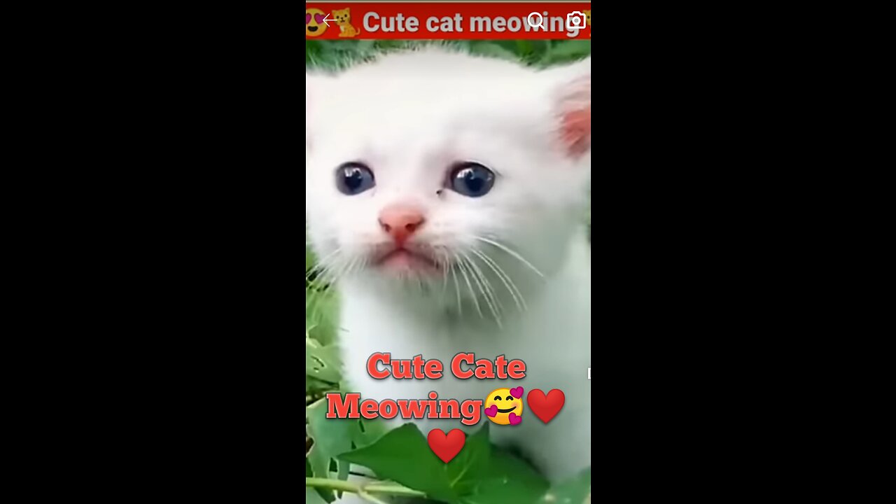 Cat Meowing A cute Cat 🥰❤️