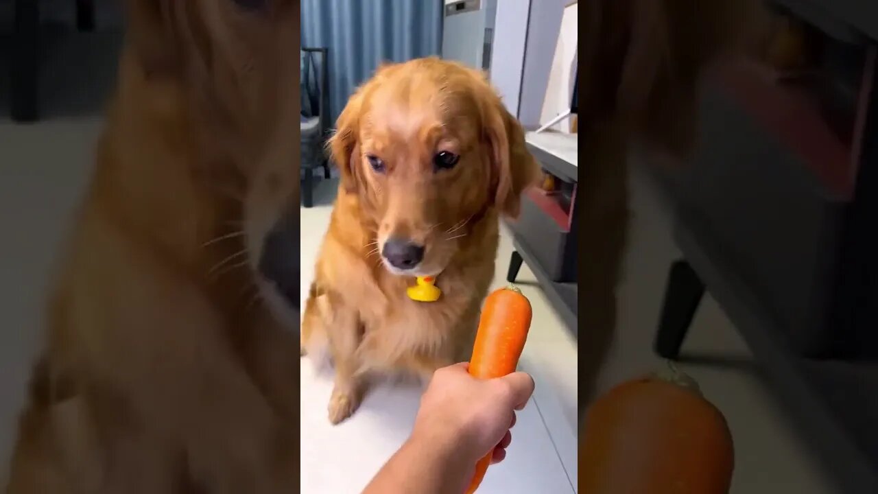 Funny videos Try not to laugh 😹 😂 🤣 #funny animals #you laugh you lose
