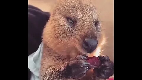 cute funny quokka- 65