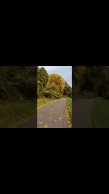 autumn trail timelapse