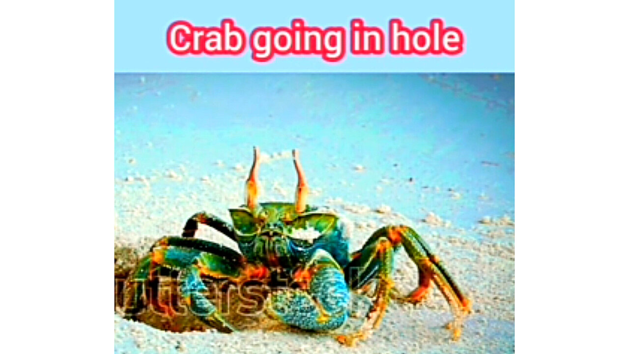 Crab in the hole 🦀😱🔥 | ua58sb #shorts #animals #crab