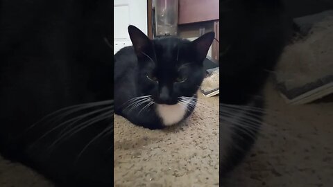 Kitty is bread #shortsvideo #shortsfeed #youtubeshorts #cat #catvideos