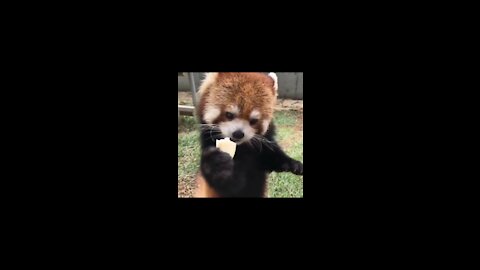 RED PANDA IS EATING