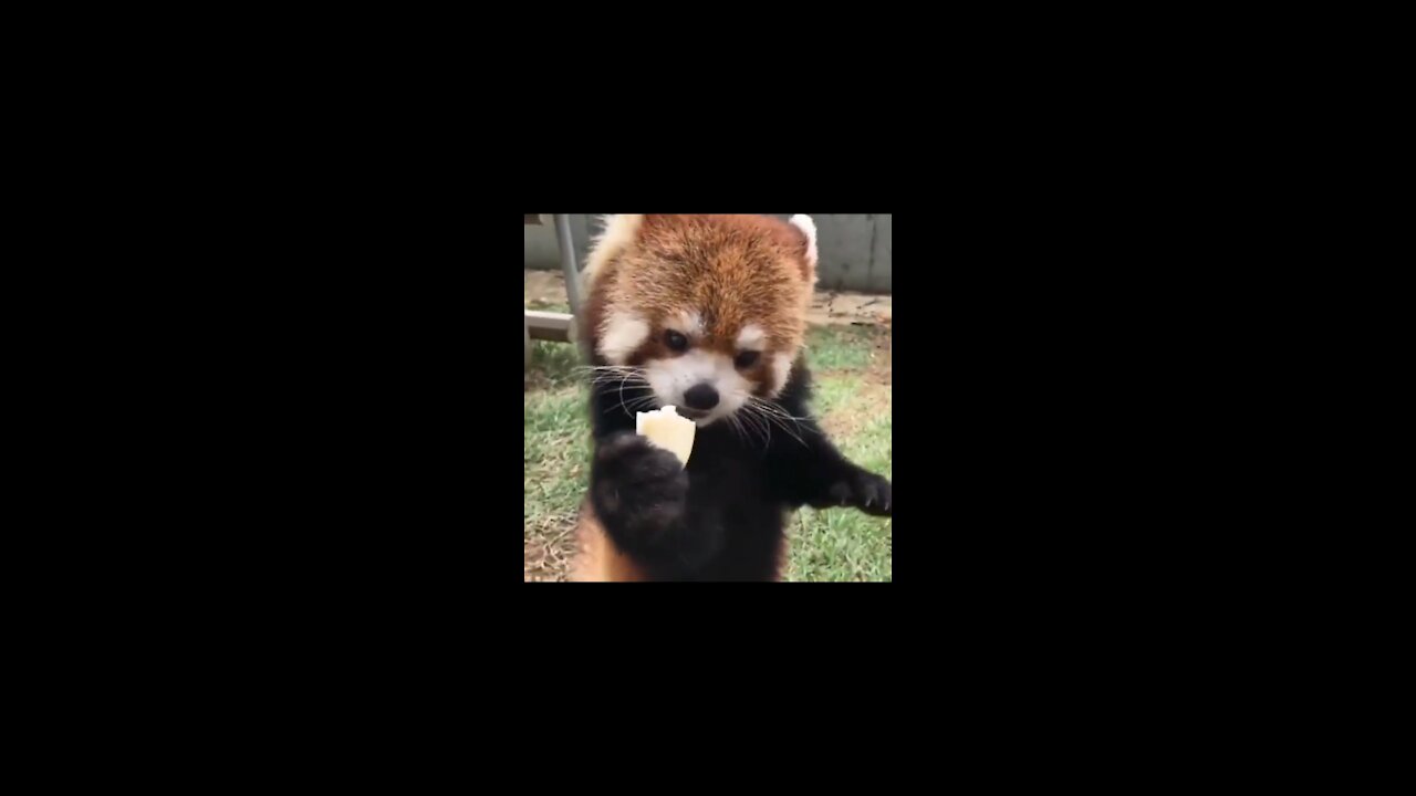 RED PANDA IS EATING