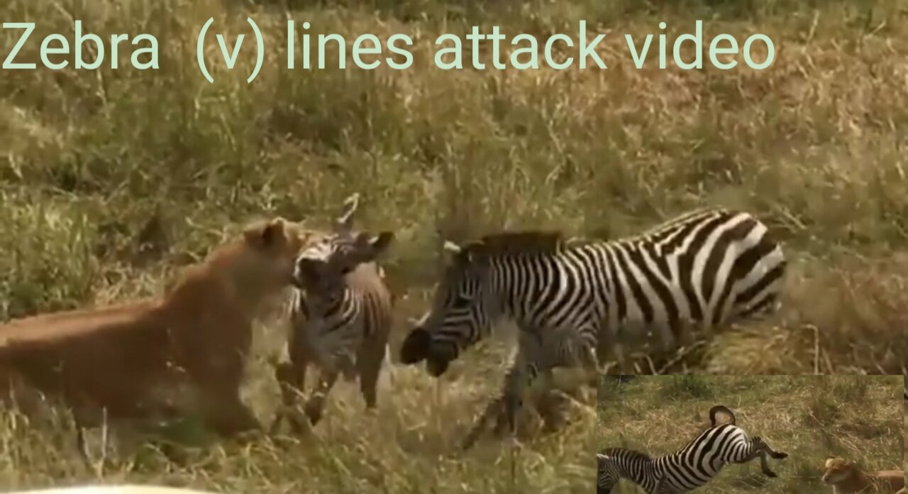 Zebra vs lines attack video #