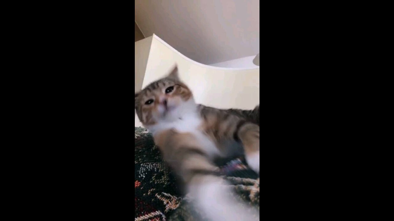 Adorable cat swats at spray bottle