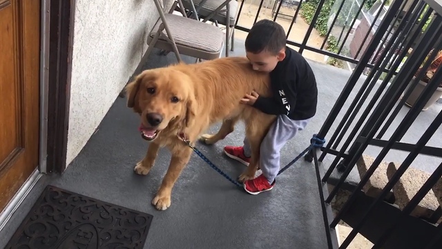 Kid loves Golden Retriever!!