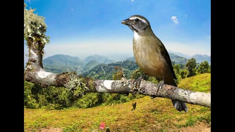 trinca ferro tio João Pedro boi virada Caratinga e Boca mole