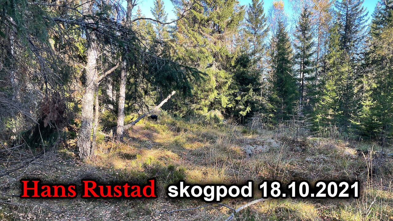 Skogpod 18. oktober: Uro