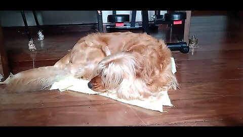 #dogshow , #animals , #dogs