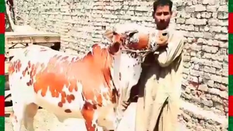 Red and White beautiful cow in my cattle farm.