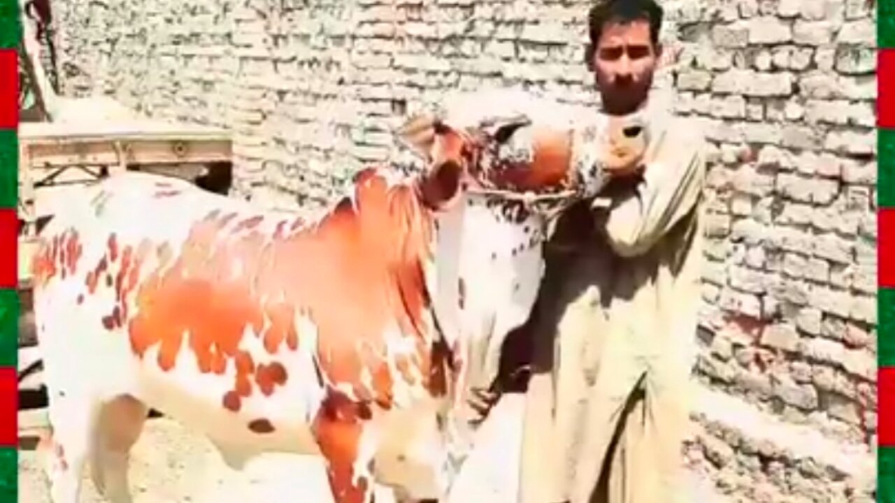 Red and White beautiful cow in my cattle farm.