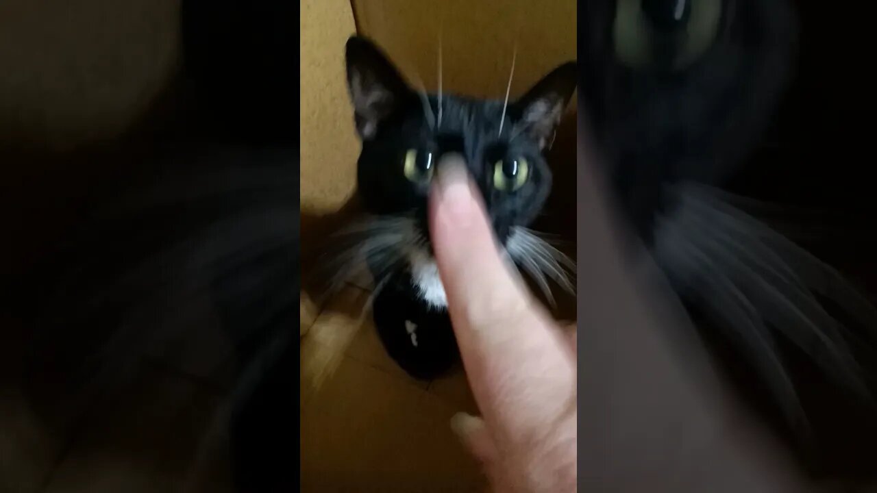 Kitty has a box #kitty #shortsfeed #shortsvideo #kittycat #youtubeshorts