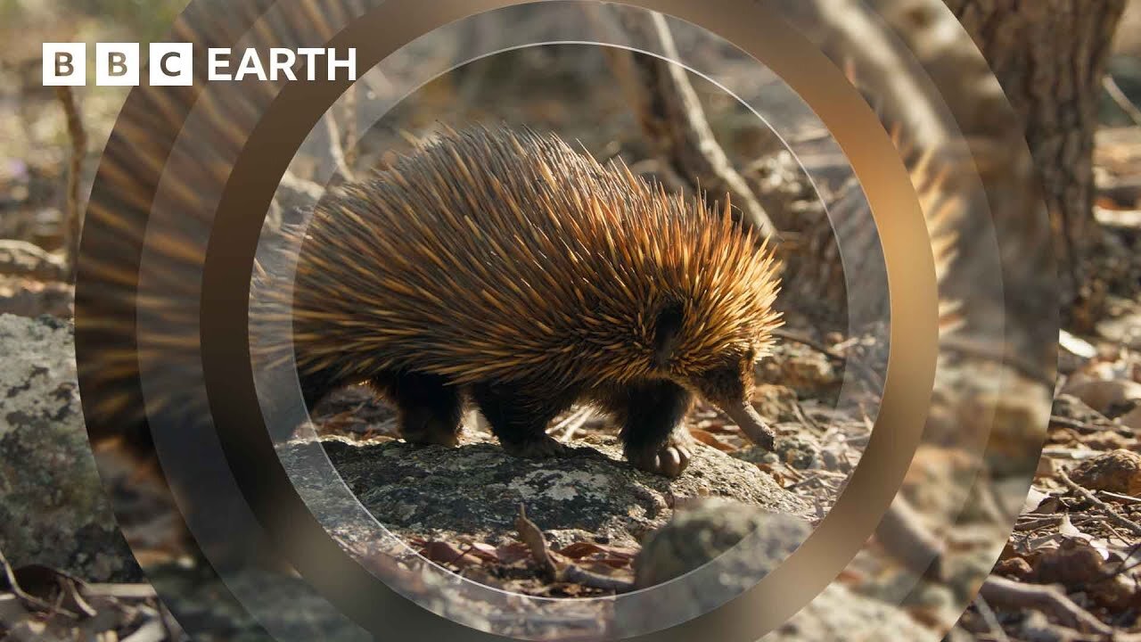 This Spiky Animal Blows Snot Bubbles | 4K UHD | Mammals | BBC Earth