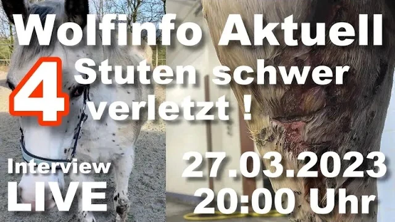 Wolfinfo Aktuell Interview Live ( Niedersachsen: 4 Stuten schwer verletzt )