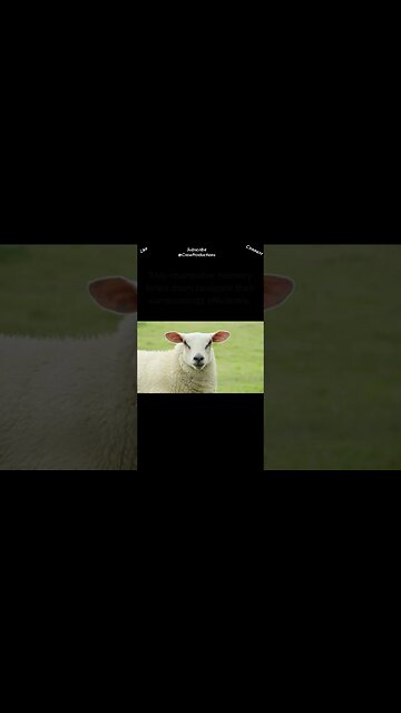Sheep have exceptional memory capabilities #sheep #shorts