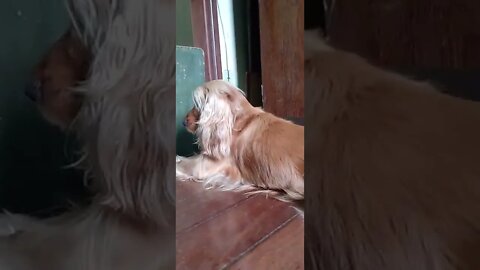 golden dog