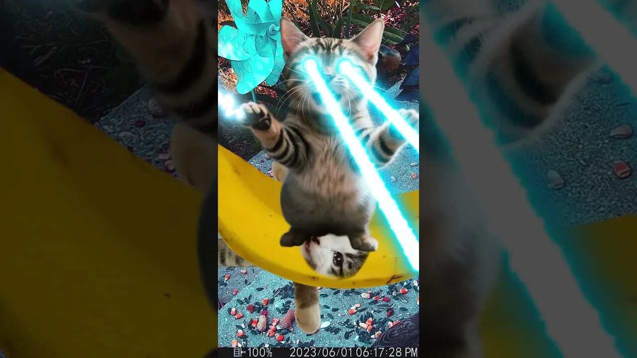 Banana Cat Vs Laser Cat! 😺🐱‍🚀 #bananaCat #LaserCat #Fight