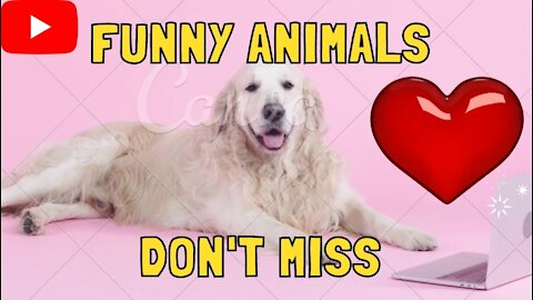 Funny Dogs - Best of ever funny Animals video Funny Dogs