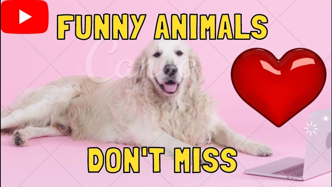 Funny Dogs - Best of ever funny Animals video Funny Dogs