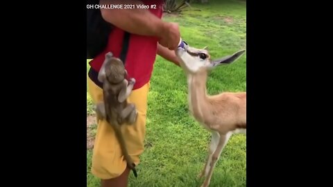WOW FUNNY ANIMALS - TRY NOT TO LAUGH CHALLENGE 2021