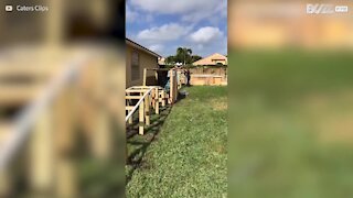 Young man impressive builds roller coaster at home