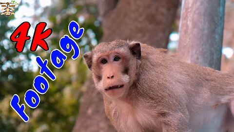 4K Quality Animal Footage - Monkeys Beautiful Scenes Episode 29 | Viral Monkey