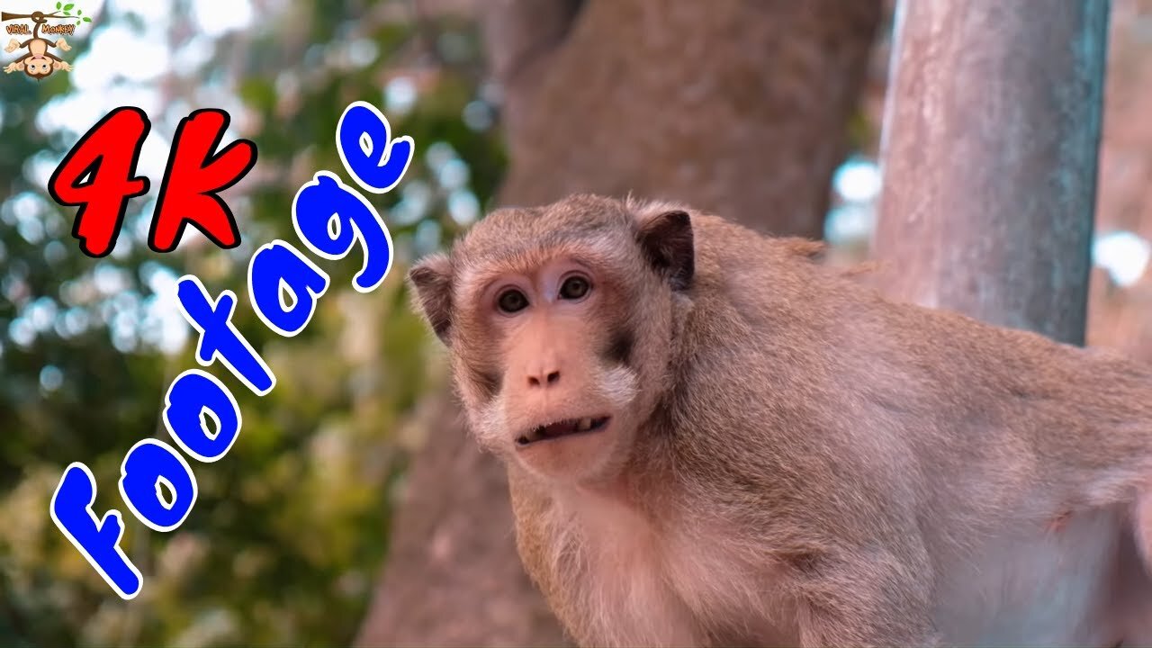 4K Quality Animal Footage - Monkeys Beautiful Scenes Episode 29 | Viral Monkey