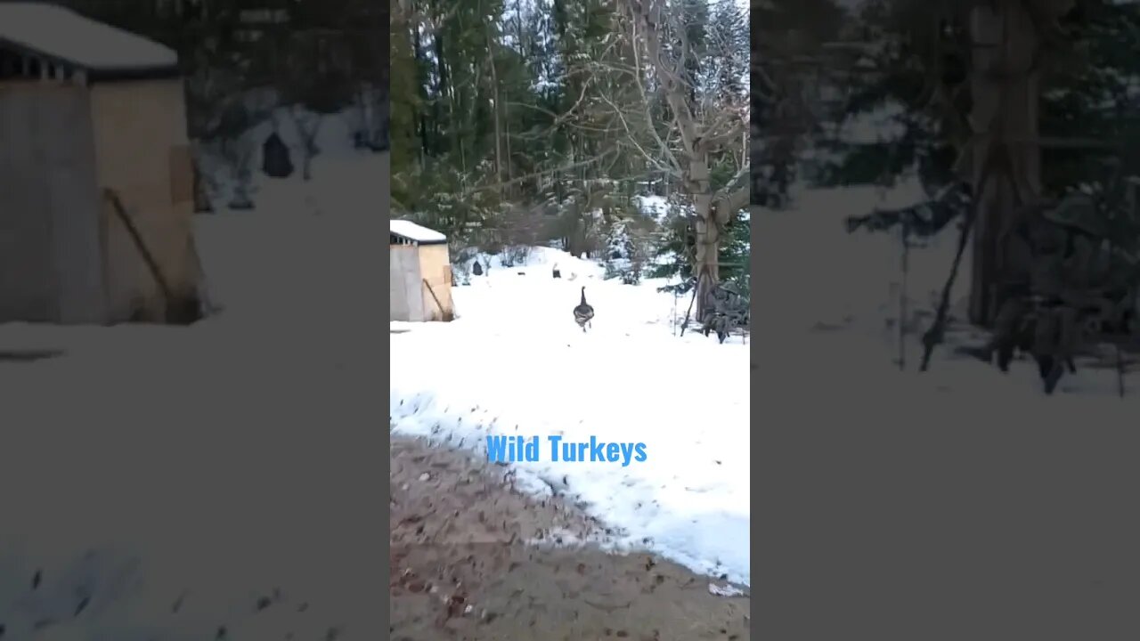 Scaring off wild Turkey's #shorts #turkeycall