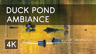 Ambiance: Magical Autumn Duck Pond with Relaxing Piano Music - 4K HD