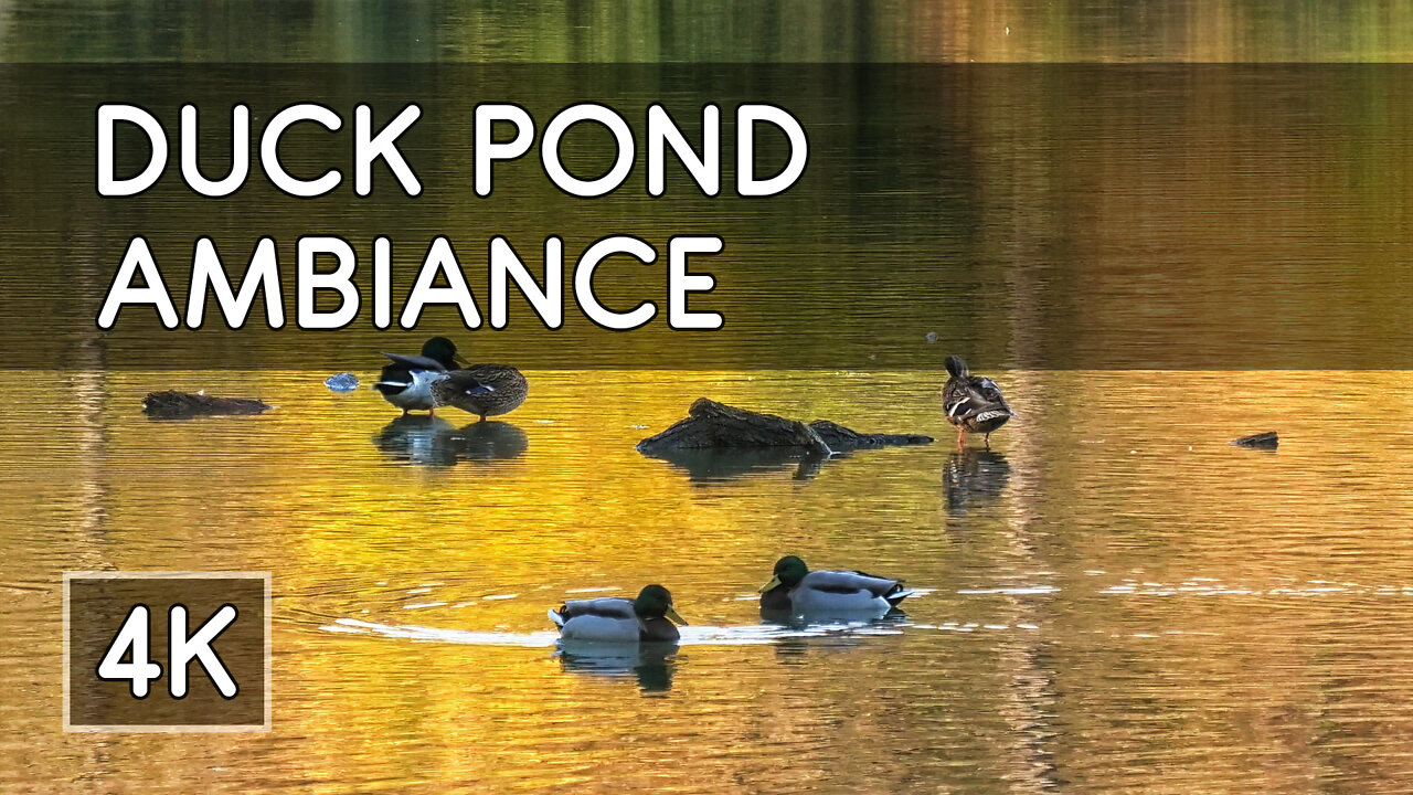 Ambiance: Magical Autumn Duck Pond with Relaxing Piano Music - 4K HD