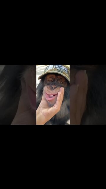 What The Hell Elmo LOL