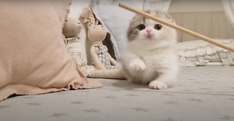 Cute kitten videos short