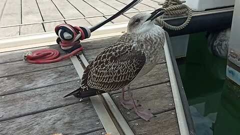 Suprise visitor.