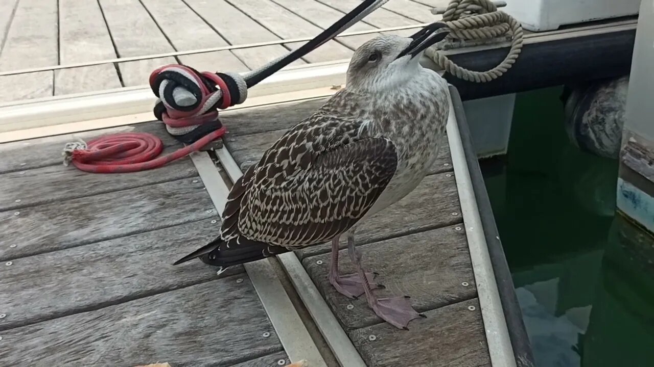Suprise visitor.