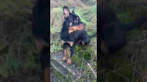 Cute Rottweiler goes for a walk #shorts #short #viral #trending #subscribe