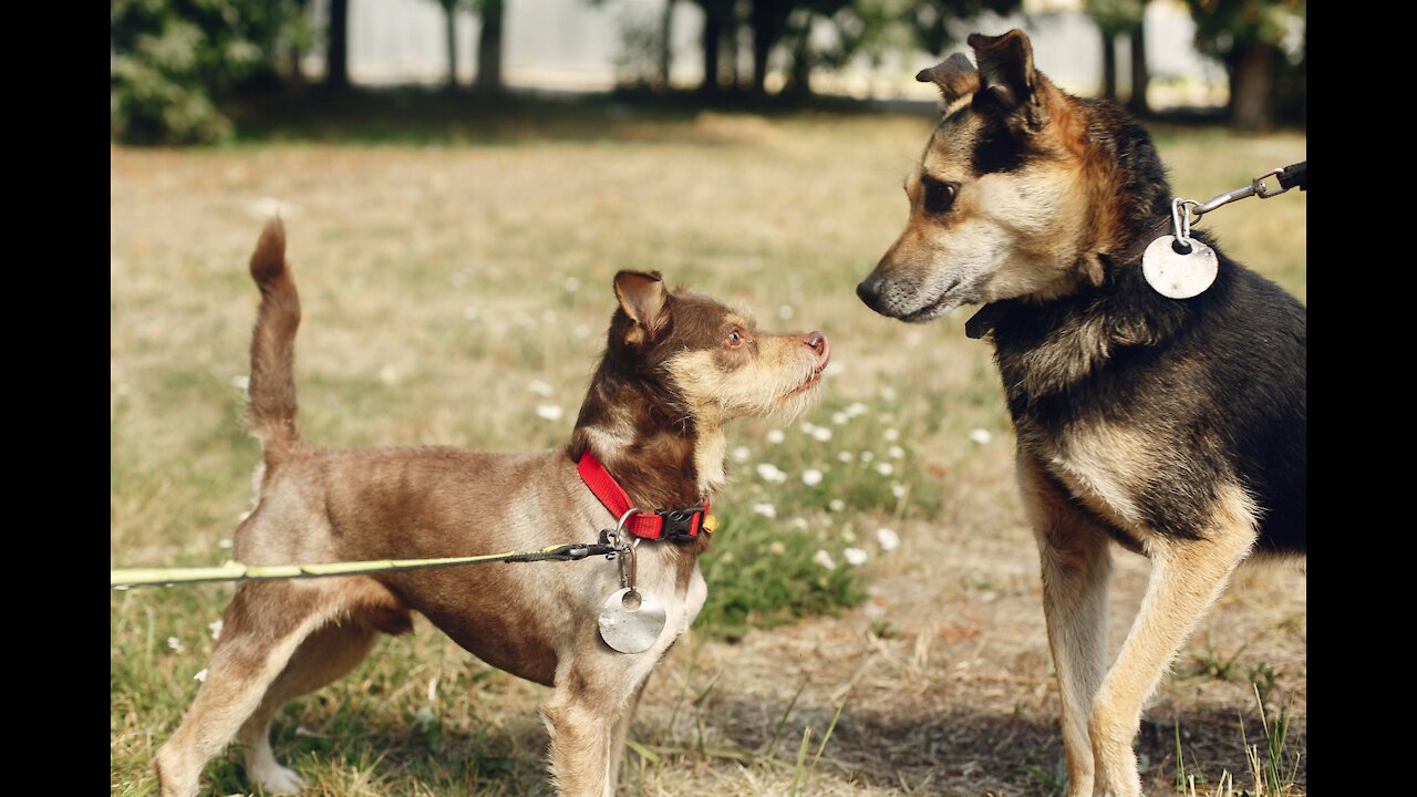 Leash reactive dog training- Dog reactivity training