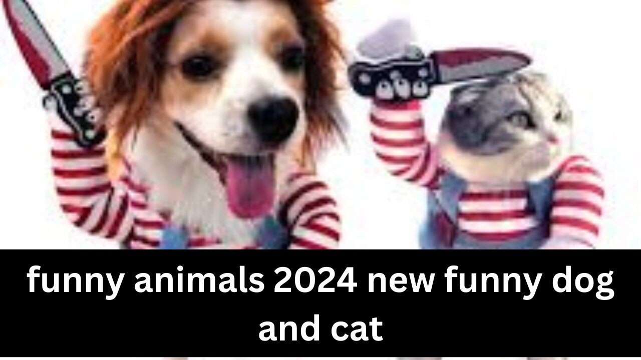 Funny animals 2024 new funny dog and cat 🐕 🐈