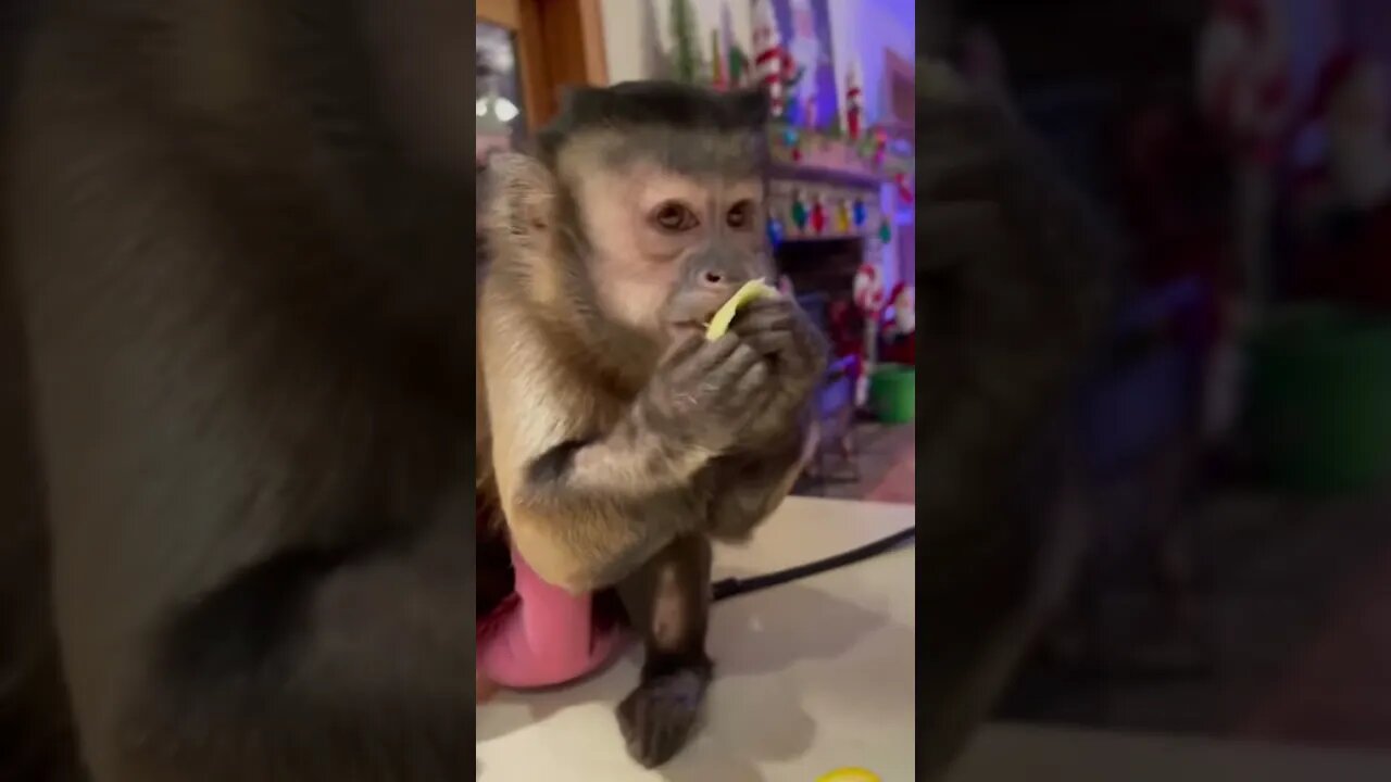 24 days till Ho Ho comes!