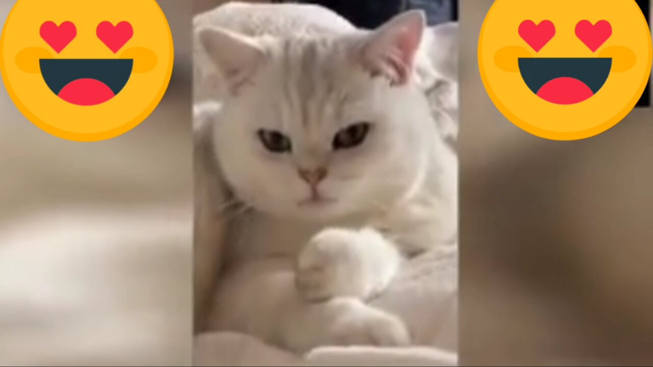 Famous and funny cats on the internet🐈🐈⬛