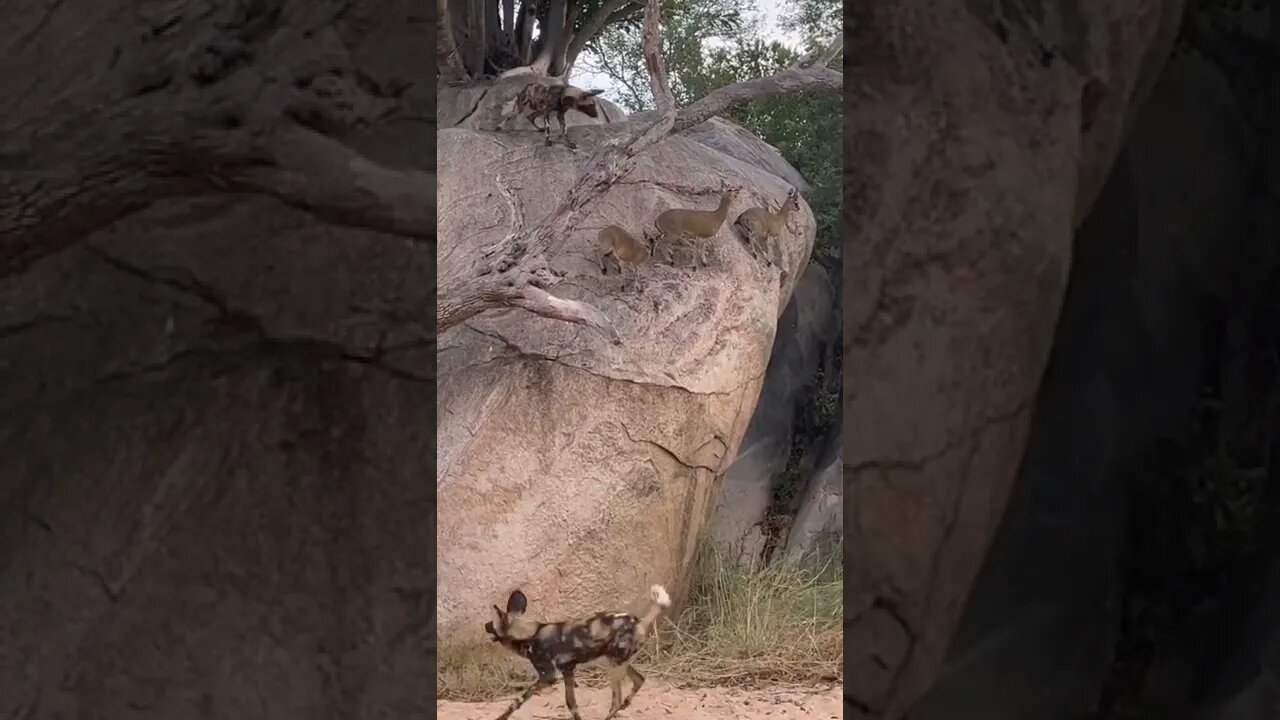 Wild dogs hunt antelopes on edge of cliff 😱