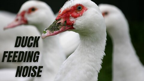 Duck Feeding Noise Sound Effect | Duck Sound Effect | Kingdom Of Awais