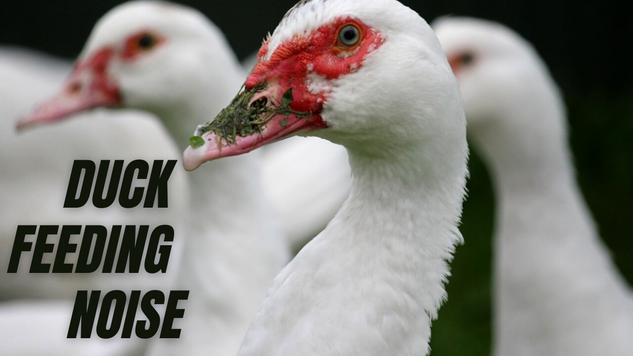 Duck Feeding Noise Sound Effect | Duck Sound Effect | Kingdom Of Awais
