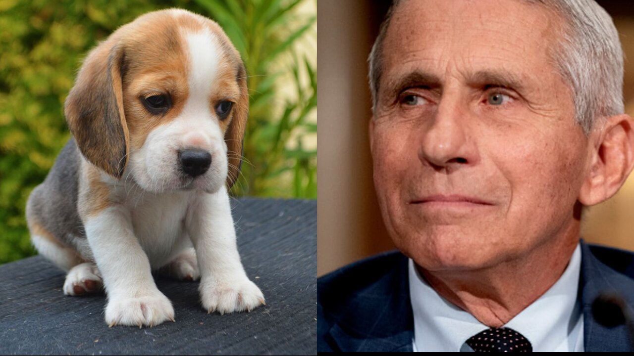 Fauci Agency Spent Over $1M to Poison Beagle Puppies, Cut Out Vocal Cords so They Couldn't Bark