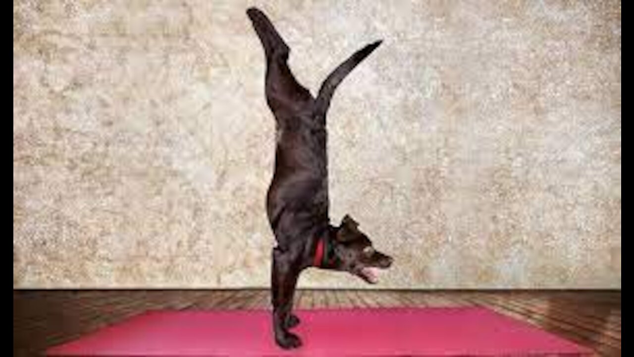 French Bulldog yoga - Like an Subscribe