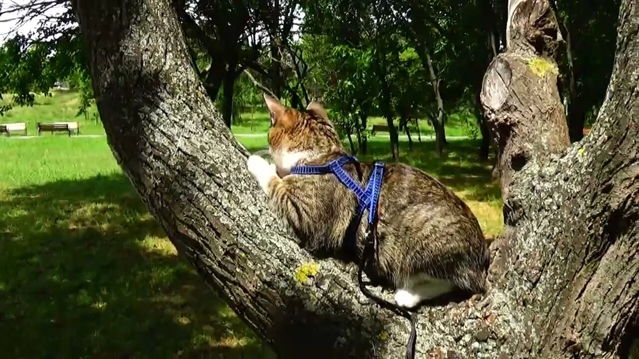 Daring Cat Loves to Climb on Trees