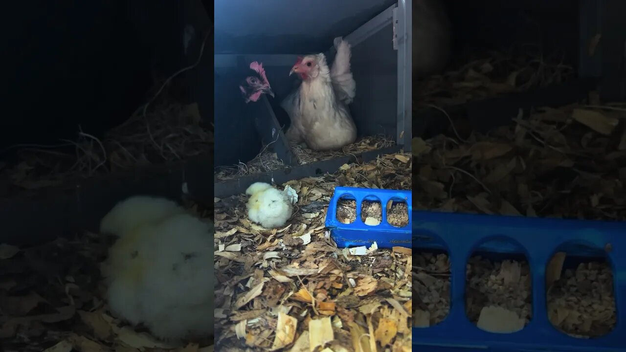 SURPRISE!!! First Babies Born at Possum Run Homestead ❤️ #babychicks