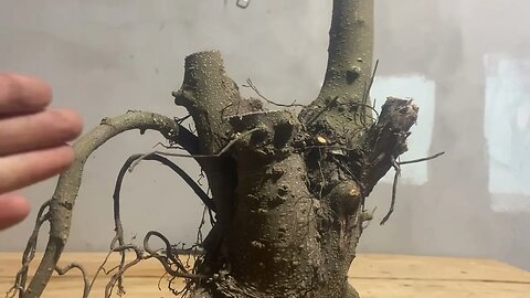 Săn cây và bonsai ( phôi cây si búp đỏ) phôi cấp 1 hàng đặc biệt.